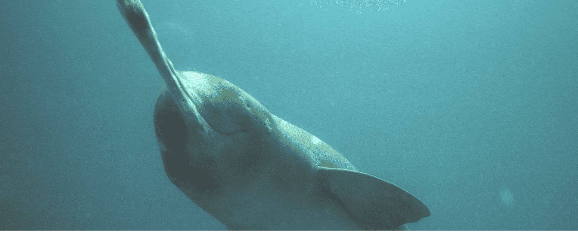 Delfín Platanista gangetica